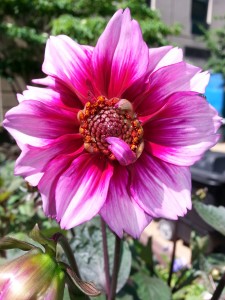 flower fh flower fh